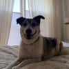 SMARTIE * freundlicher Spazierhund