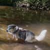 SMARTIE * freundlicher Spazierhund
