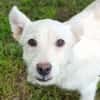Hundekind BRITA