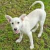 Hundekind BRITA