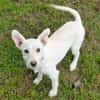 Hundekind BRITA
