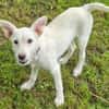 Hundekind BRITA