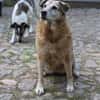 Lebensplatz/ Zuhause für Seniorin BUNI (Tierschutz) gesucht!