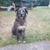 Verschmuster Murphy sucht ein Zuhause
