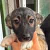 MIKA ist ein süßer kleiner Hundejunge