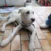 Charlie