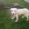 Charlie