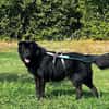 Finlay, ein treuer Herzenshund sucht seine Menschen!❤