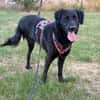 Spaßvogel mit 6 Buchstaben - Blacky
