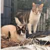 Piaget (mit Lilú)- ein Kuschelkater, verschmust & anhänglich