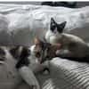 Piaget (mit Lilú)- ein Kuschelkater, verschmust & anhänglich