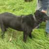 Raven - unkomplizierter Seniorenhund