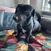 Thilo wartet in 97318 Kitzingen
