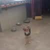 Lino