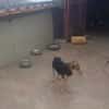 Lino