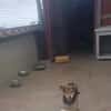 Lino