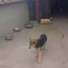 Lino