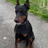 Enzo - kein einfacher Dobermann
