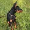 Enzo - kein einfacher Dobermann