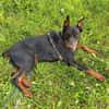 Enzo - kein einfacher Dobermann