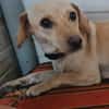 Lucy  sucht Menschen mit Herz