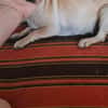 Lucy  sucht Menschen mit Herz