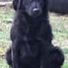 Frieda