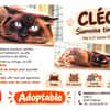 CLEO