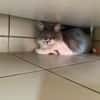 SHAKI