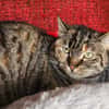 LIZBETH QCT (a trouvé sa famille)