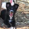 Gandja (en cours d'adoption)