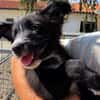 Gandja (en cours d'adoption)