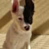 Bali ( En cours d'adoption )