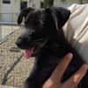 Bandit ( En cours d'adoption )