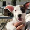 Bella (en cours d'adoption)