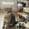 BOSTON