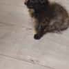 Mokka