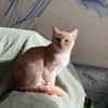 Benek