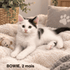 BOWIE