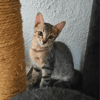 ELORA