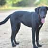 BAGHEERA