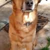 Darcy sucht seine Familie