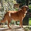 Darcy sucht seine Familie