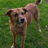Darcy sucht seine Familie
