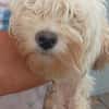 Loraine-Lili  das kleine Maltipoo-Wölkchen auf der Suche na
