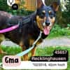Liebe EMA sucht ruhiges Zuhause