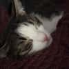 Jack, fröhlicher Schmusekater, ca. 1 Jahr