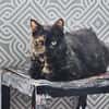 Die Freundinnen Perla FIV+ und Karla suchen ein neues Zuhaus