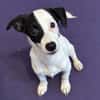 Nolito -aktiv, neugierig und clever-