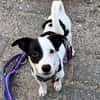 Nolito -aktiv, neugierig und clever-